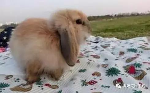 兔子养了几天不想养了,自从养了兔子就开始天天不顺