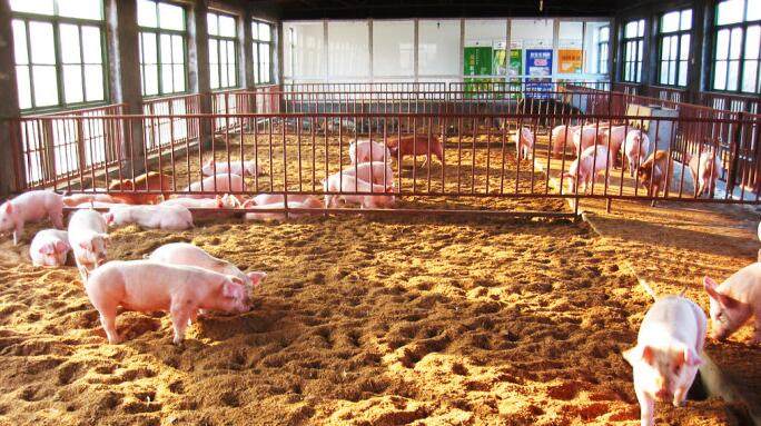 养殖白猪创业致富,农户养一头猪利润是多少