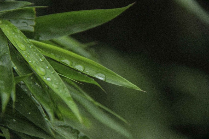 福师大版诗词大会｜长安辞赋星雨谣，仓旗才俊巧成章