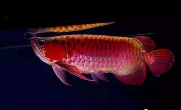 龙鱼的颜色怎么区分,蓝底龙鱼怎么辨别