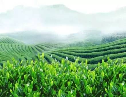 婺源茗茶股票分析,婺源茗茶多少一盒