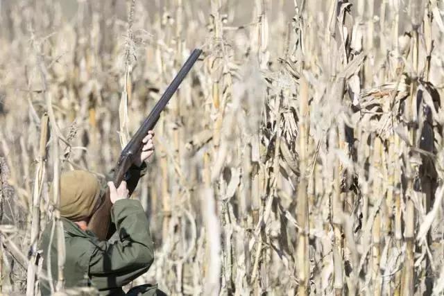 美国学位证书和学历证书,美国学历证书和学位证书