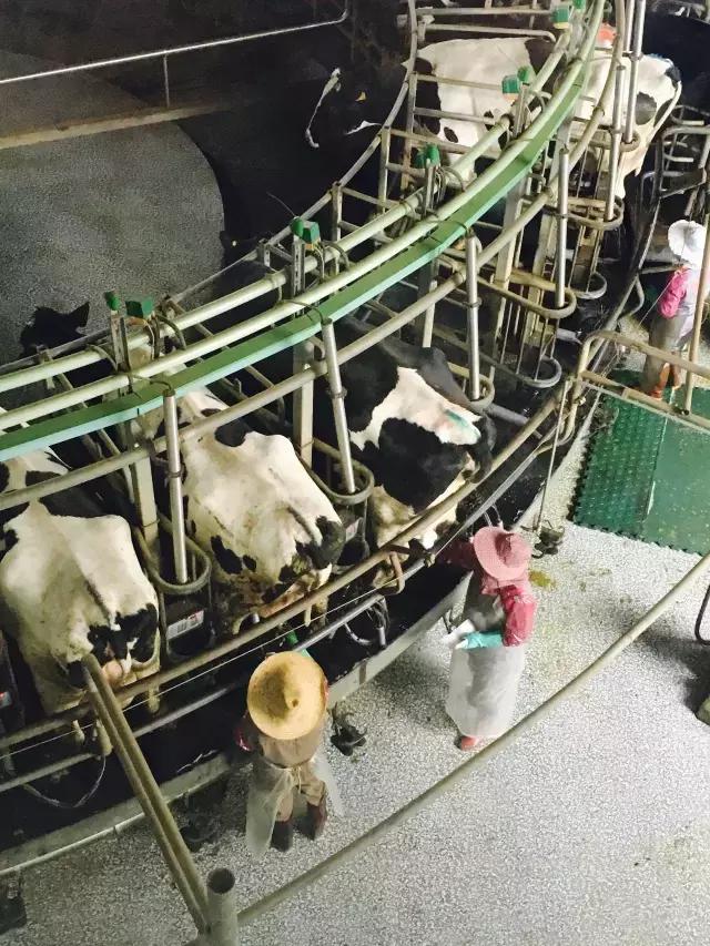 被央视通报过的奶粉品牌,被央视点名的网红奶茶