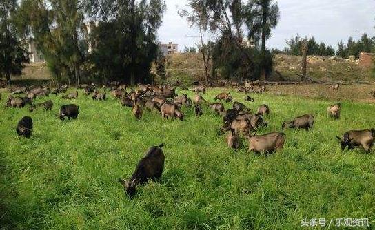 福州特产伴手礼哪里有卖的,福州有哪些可以送礼的干货特产