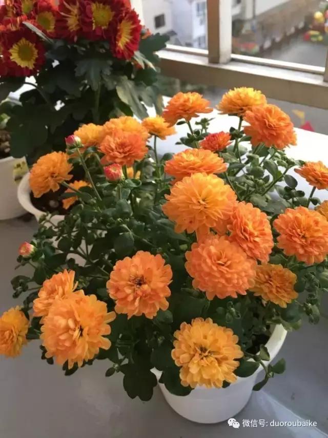 走进多肉园视频,走进日本的南瓜种植