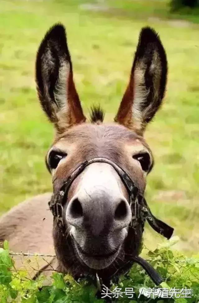 驴苗的饲养方法,饲养驴技术