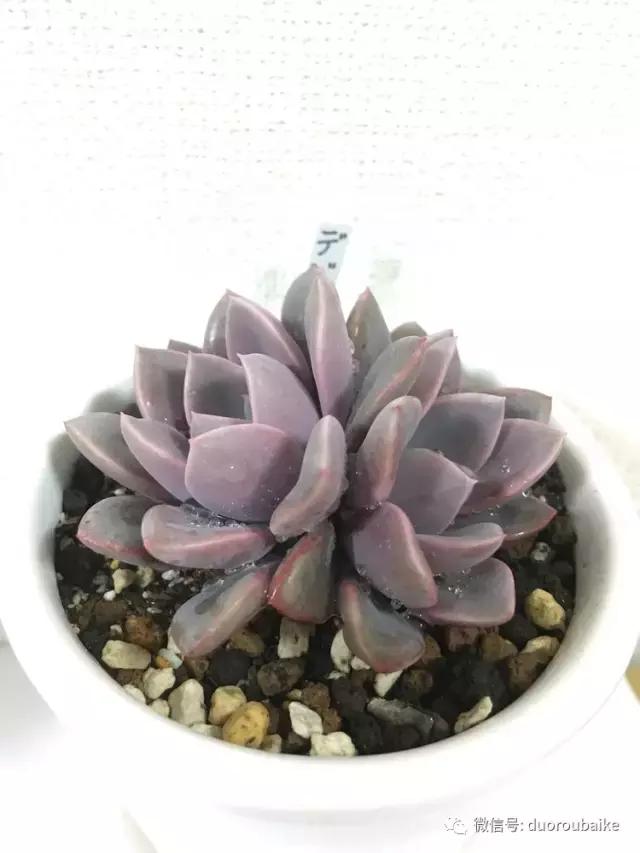 走进多肉园视频,走进日本的南瓜种植