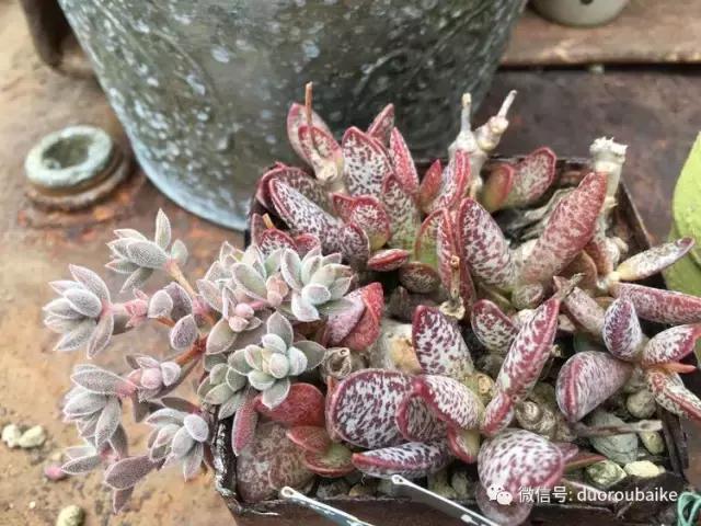 走进多肉园视频,走进日本的南瓜种植