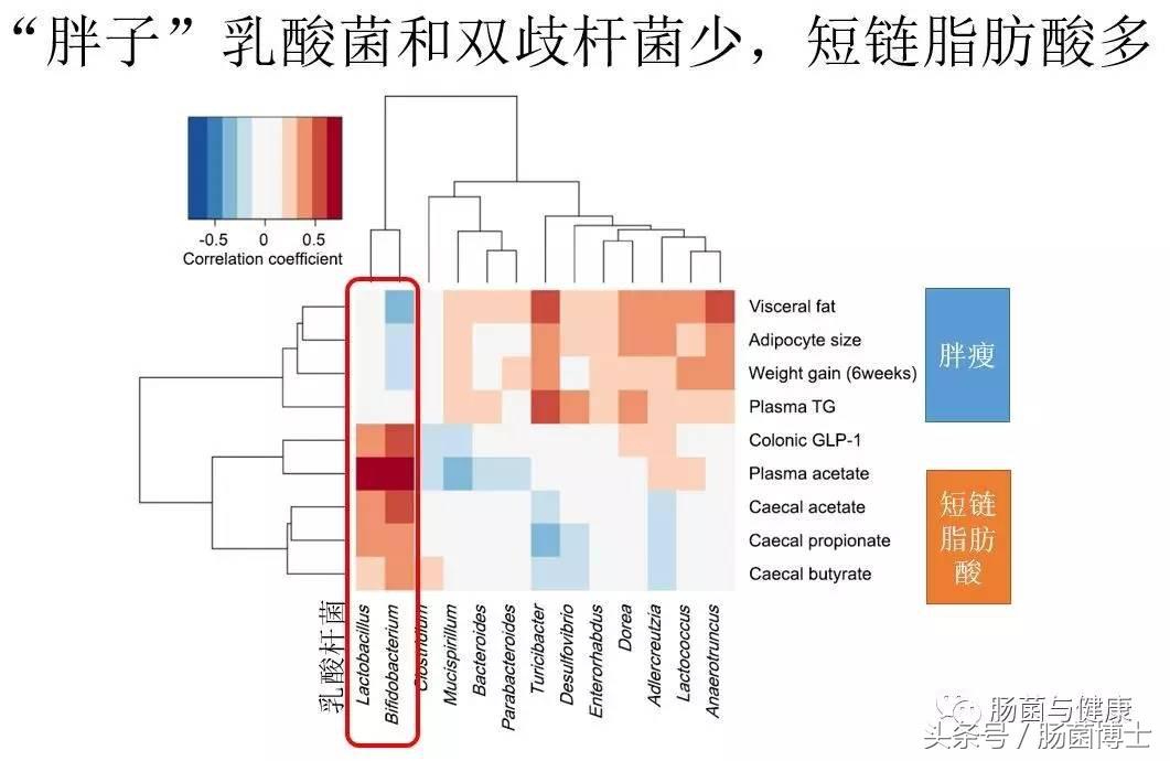同样是双歧杆菌，你咋就可以减脂呢？