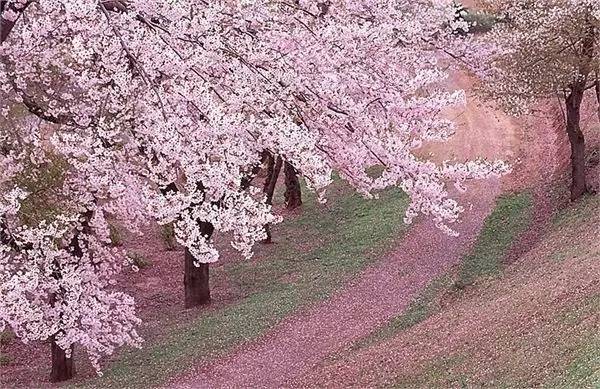 樱花限定款，一起粉出少女味｜时令
