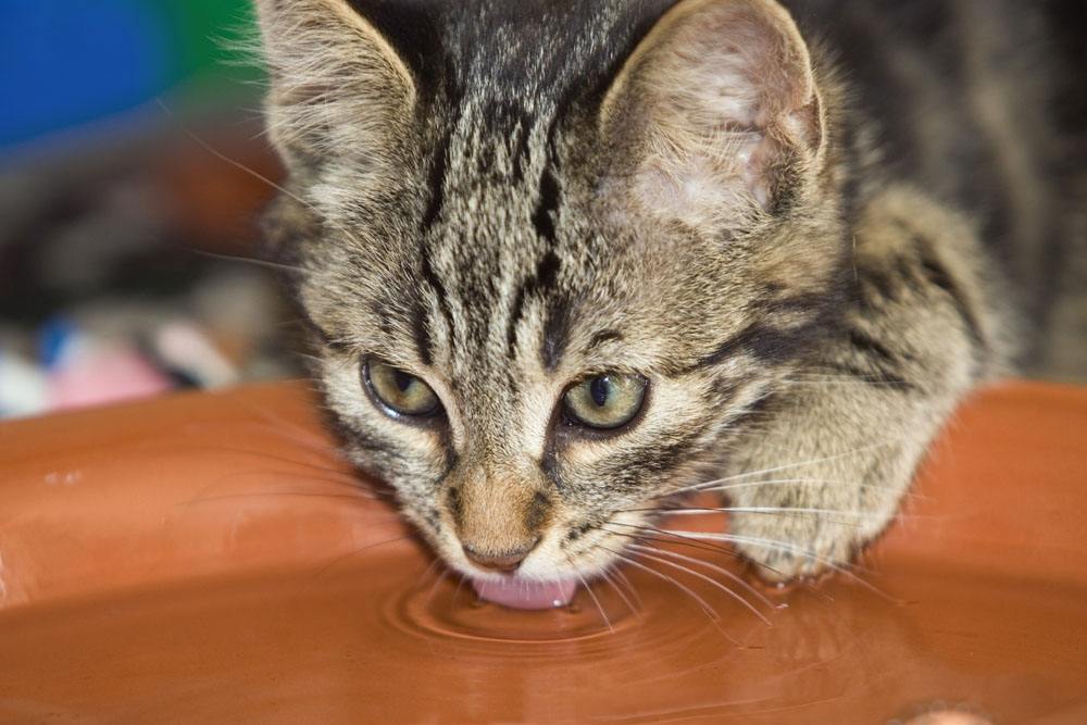 喝水怎么装帅,喝水怎么优雅的喝