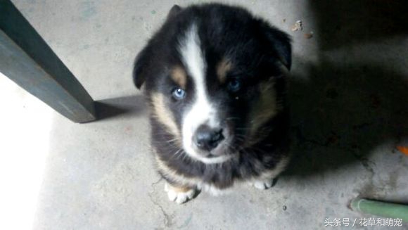 双血统哈士奇和二哈体型,哈士奇和藏獒哪一个厉害