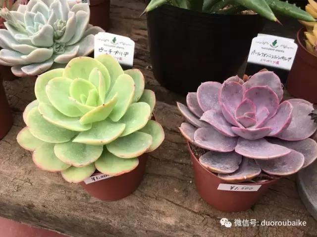 走进多肉园视频,走进日本的南瓜种植