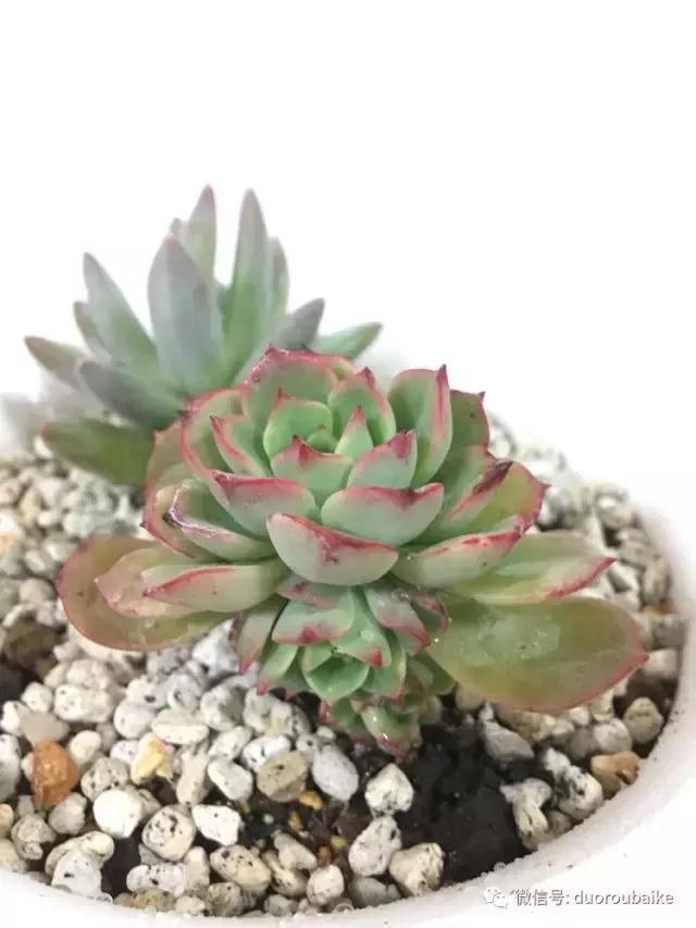 走进多肉园视频,走进日本的南瓜种植