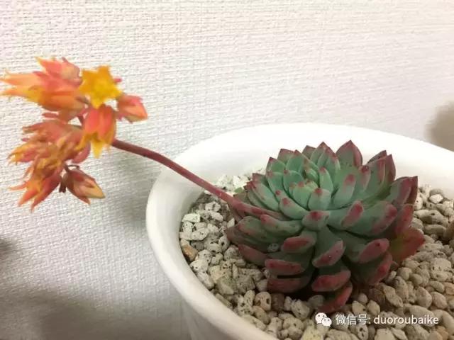 走进多肉园视频,走进日本的南瓜种植