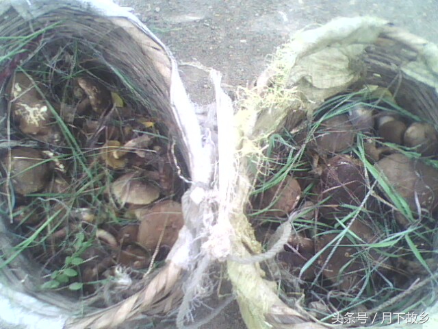 祥云县白族集中地,你所不知道的云南英文版