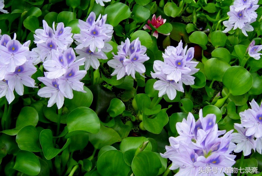 水葫芦能当绿植养吗视频,水葫芦的家庭养殖