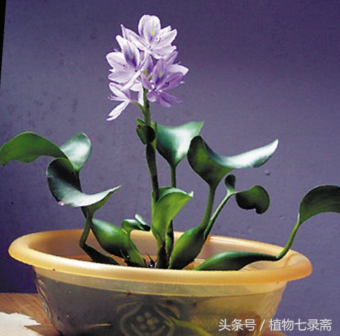 水葫芦能当绿植养吗视频,水葫芦的家庭养殖