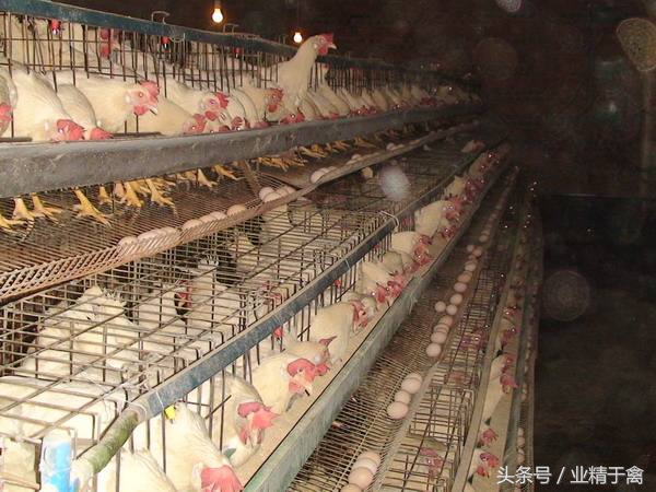 养殖户不可不知的养鸡方法,养殖业千万不要盲目跟风