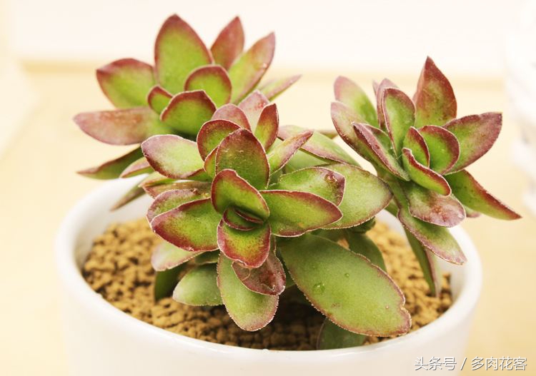 多肉天狗之舞养护方法,多肉植物之舞