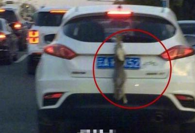 Panda妹良心吐槽：太残忍！竟用兔兔遮车牌