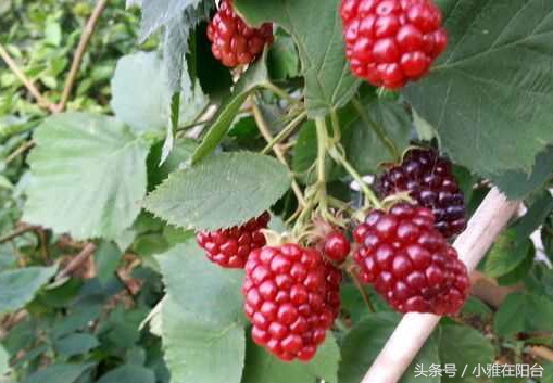 在自家阳台种草莓怎样种得更快,阳台种草莓怎样才能结果多