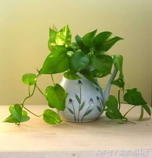 办公室桌上摆放水养植物好不好,办公室有人吸烟适合养什么植物