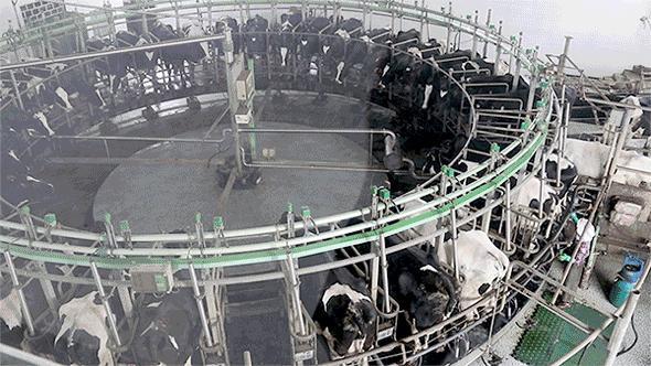 被央视通报过的奶粉品牌,被央视点名的网红奶茶