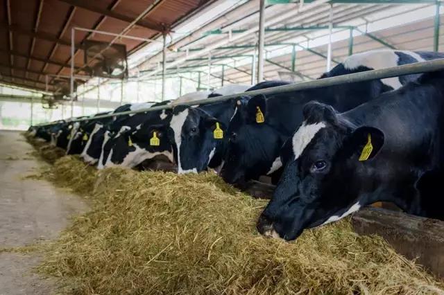 被央视通报过的奶粉品牌,被央视点名的网红奶茶