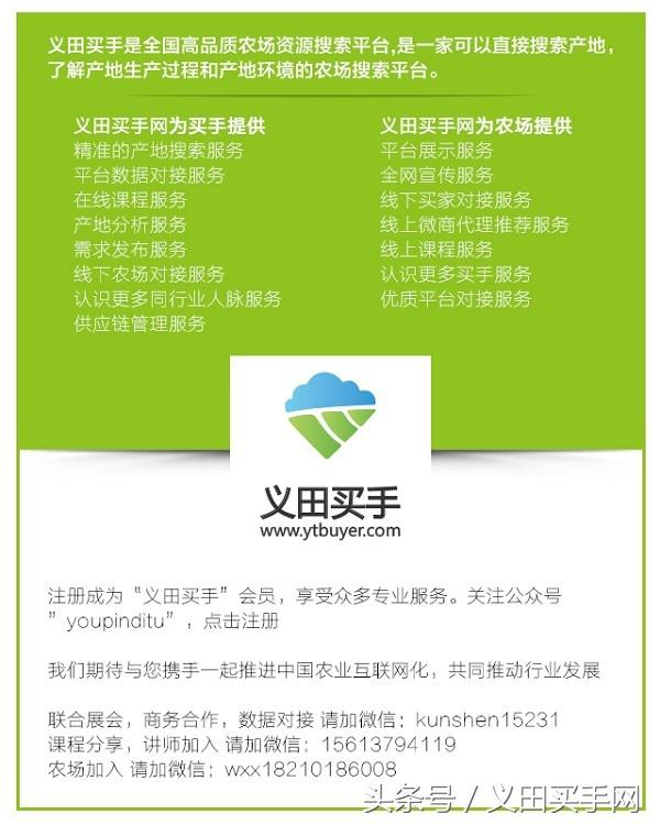 大型丑橘基地,稳坪何家寨丑橘基地