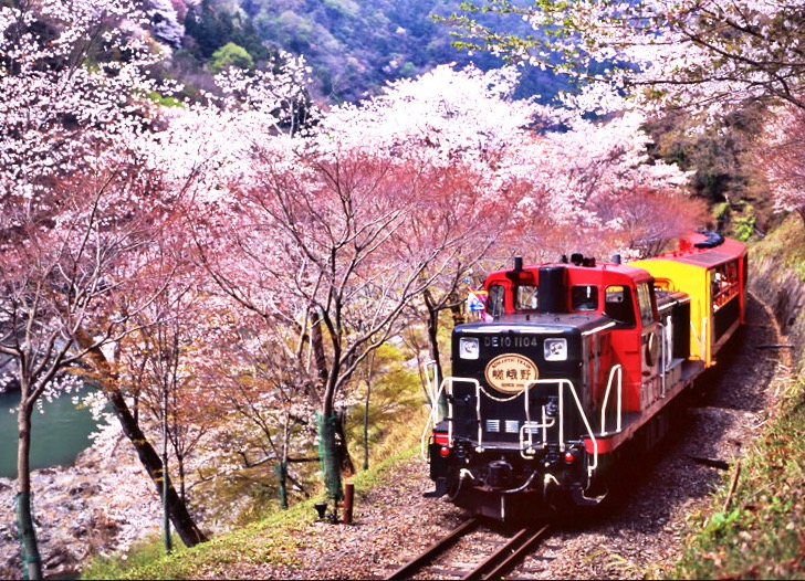 2019京都赏樱,京都樱地之花开时间
