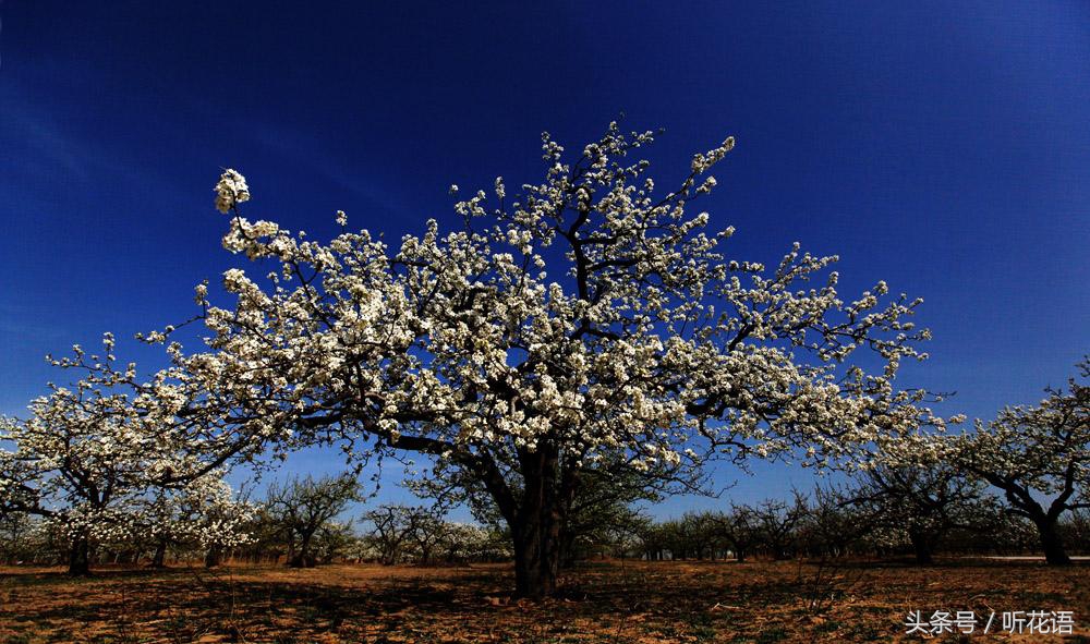 春天除了赏花还有什么景点,油菜花樱花去哪看