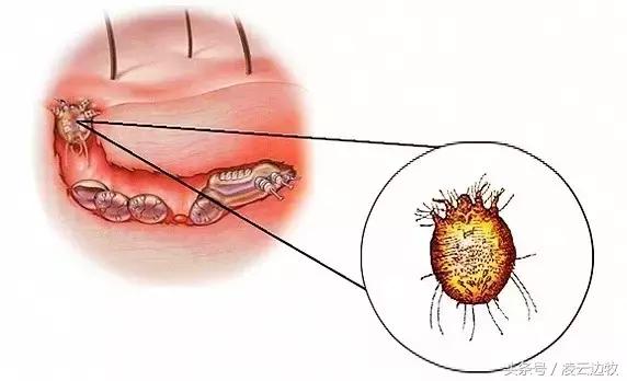 狗狗耳朵上有螨虫图,狗狗螨虫去除全过程