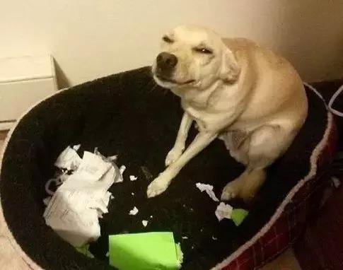 只有养鼠才知道的恶趣味,只有养狗狗的才知道萌宠的乐趣