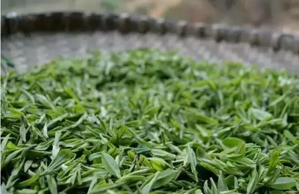 茶绿茶叶知识大全,茶知识大全龙井茶
