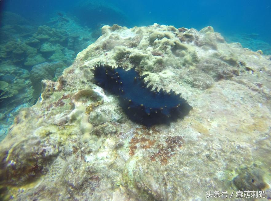 孕妇吃的感冒食品,孕妇生病适合吃什么食物
