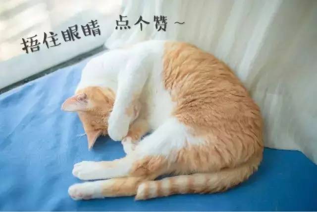 喵的，我都这么痛了！你还看不出来么？！