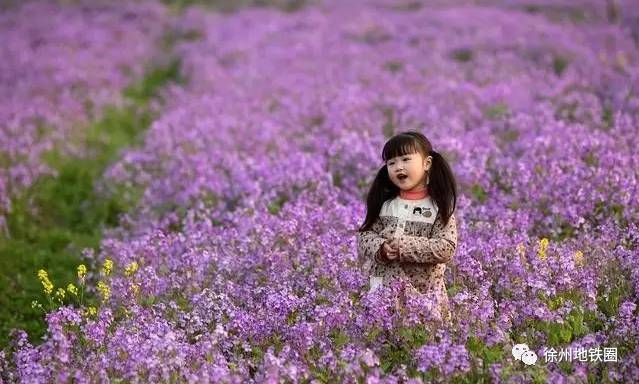 徐州这个村彻底火了，央视一天两次直播！大徐州你咋这么牛