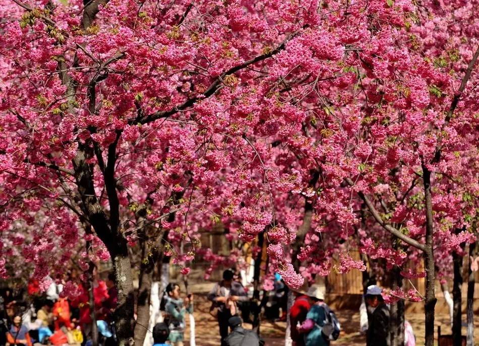 20件花开单品，做最美赏花人