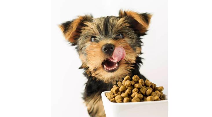 看完速度删！一篇只有宠物业内人士知道的内幕！