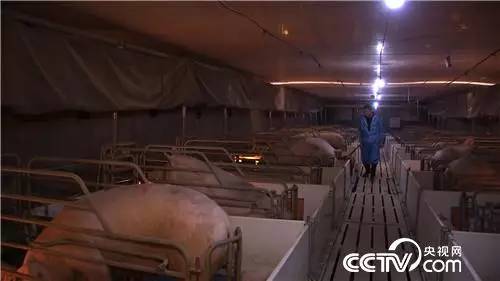 养猪赚猪粪,如何利用猪粪赚钱