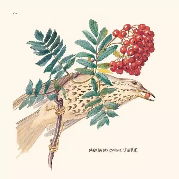 英伦乡野手记,英伦乡野手记读后感