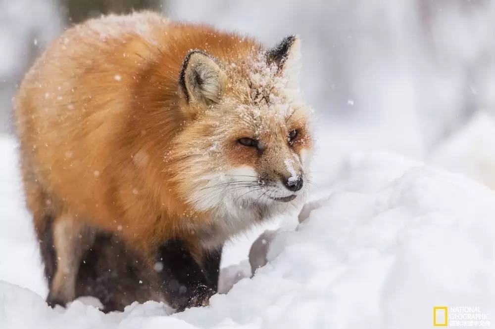国家地理摄影图片冬天,中国国家地理景观冬季