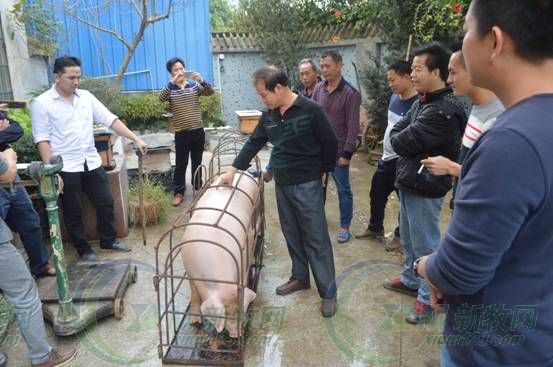 只用了225天，它就成了“猪王”！