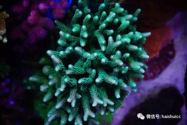 whatsapp显示版本过低,ph不超过1.8的原因