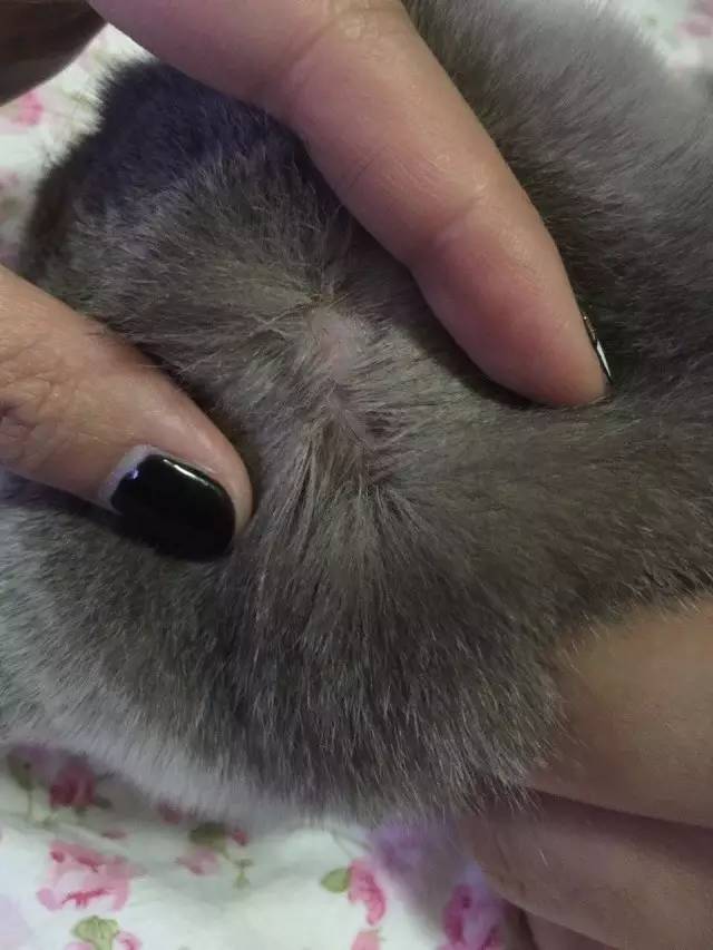 怎么区分身上是咬的还是过敏,皮肤怎么鉴别是过敏还是虫咬了