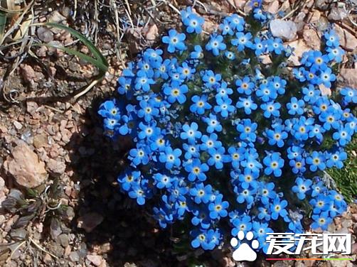 勿忘我是星辰花吗,勿忘我跟熏衣草一样吗