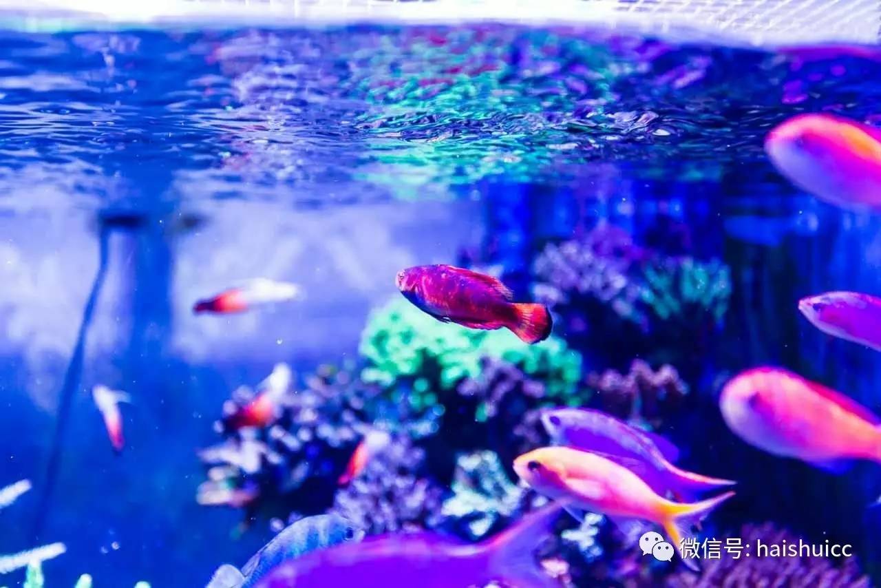 whatsapp显示版本过低,ph不超过1.8的原因