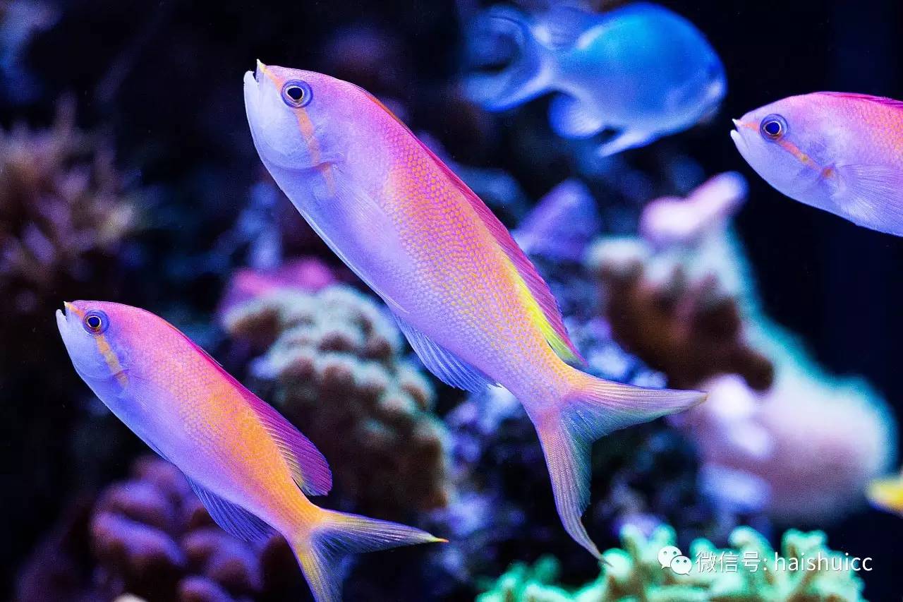 whatsapp显示版本过低,ph不超过1.8的原因