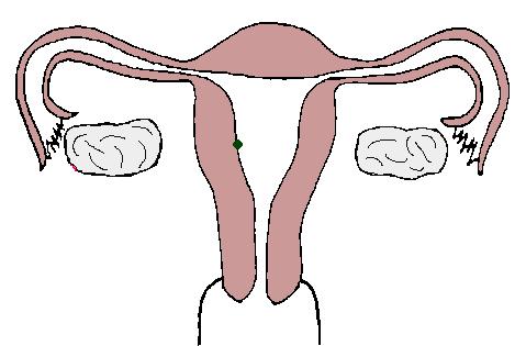 孕期1到40周胎儿发育全过程,胎儿发育40周全过程动态画